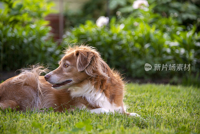 Nova Scotian鸭鸣寻回猎犬在草坪上休息